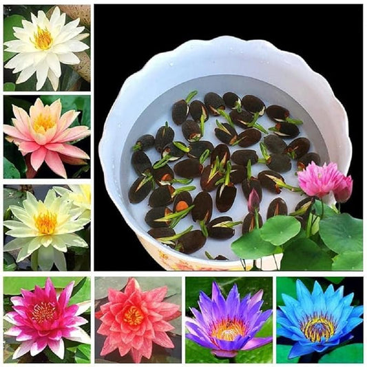 Bonsai Lotus Flower Seeds (50pc)